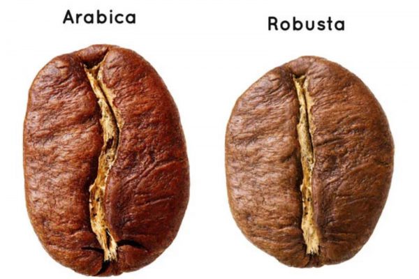 So sánh cà phê Arabica với Robusta